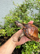 Spiny Hill Turtle CB 2025