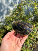 Southern Painted Turtle Adult Female