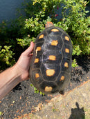 Red Foot Tortoise Adult Male