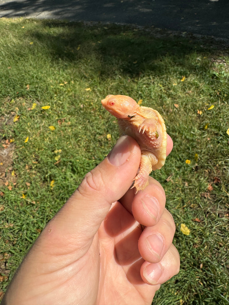 Baby Albino Common Snapping Turtle (Kink Tailed) (Chelydra serpentina)