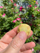 Albino Yellow Bellied Slider Turtle Female