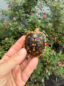 Pancake Tortoise Baby 2026