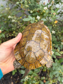 Spanish Pond Turtle Adult Pair