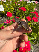 Hi Color Yellow Baby Eastern Box Turtle