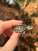HI YELLOW Florida Box Turtle Baby