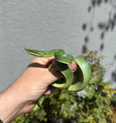 Rhinoceros Ratsnake Adult Female
