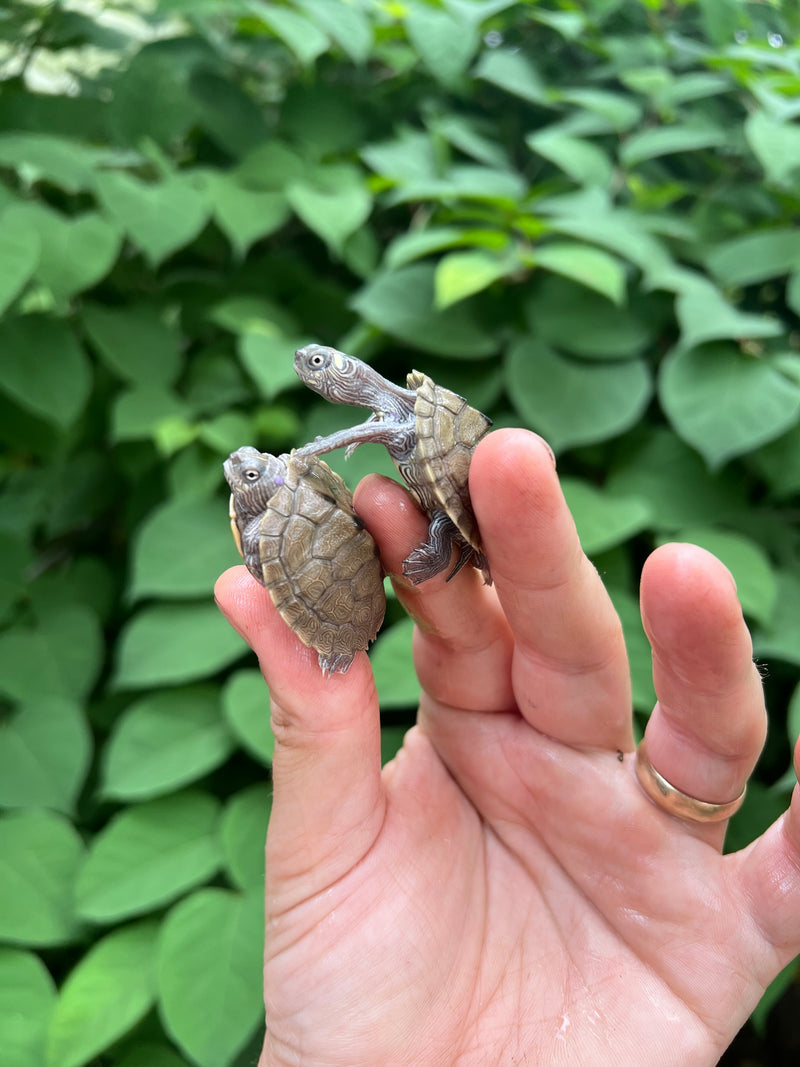 Ouachita Map Turtle Baby  (Graptemys ouachitensis)