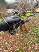 California Red-sided Garter Snake Adult Female
