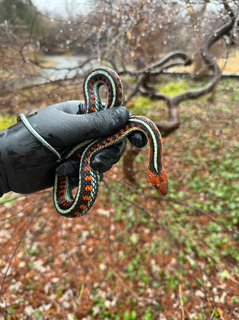 California Red-sided Garter Snake Adult Female