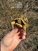 HI WHITE Leopard Tortoise 2024