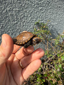 Southern Keeled Box Turtle Baby