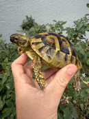 Eastern Hermann's Tortoise Adult Female