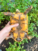 Red Foot Tortoise Adult Female