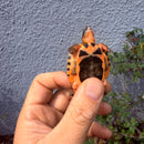 Vietnamese Three-striped Box Turtle
