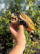 Pacific Giant Musk Turtle Adult Male