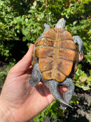 Adult Northern Diamondback Terrapin Male