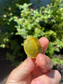 Mitch Clown Red Eared Slider Turtle