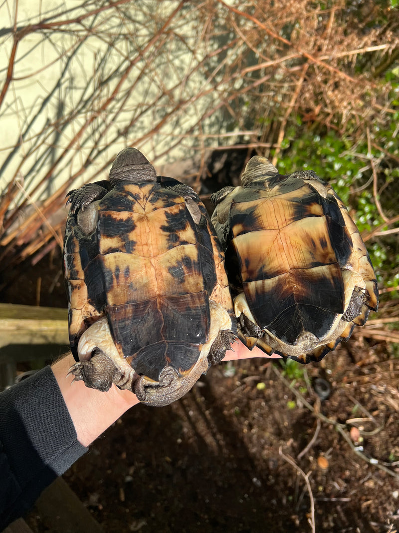 Black Marsh Turtle Adult Pair