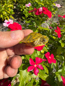 Albino T+ Florida Red Bellied Turtle 2026