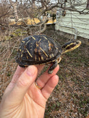Florida Box Turtle Adult Female