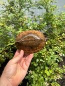 Flat Shell Turtle Juvenile Female 2025