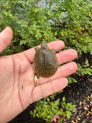 Hi Orange Leopard Softshell