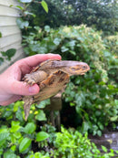 Adanson's Mud Turtles Pair