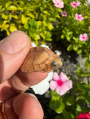 Hypomelanistic HOT PINK Razor backed Musk Turtle 2026