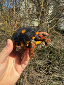 Brazilian Cherryhead Tortoise 2024