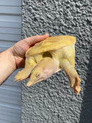 Albino Chinese Softshell Turtle Adult Male