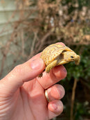 Leopard Tortoise 2024