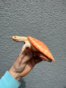 Albino Pink Bellied Sideneck Turtle Young Adult Female