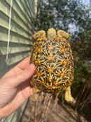 HI White Pancake Tortoise Adult Female