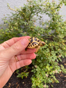 Burmese Star Tortoise 2026