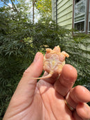 Baby Albino Common Snapping Turtle 2025 Female