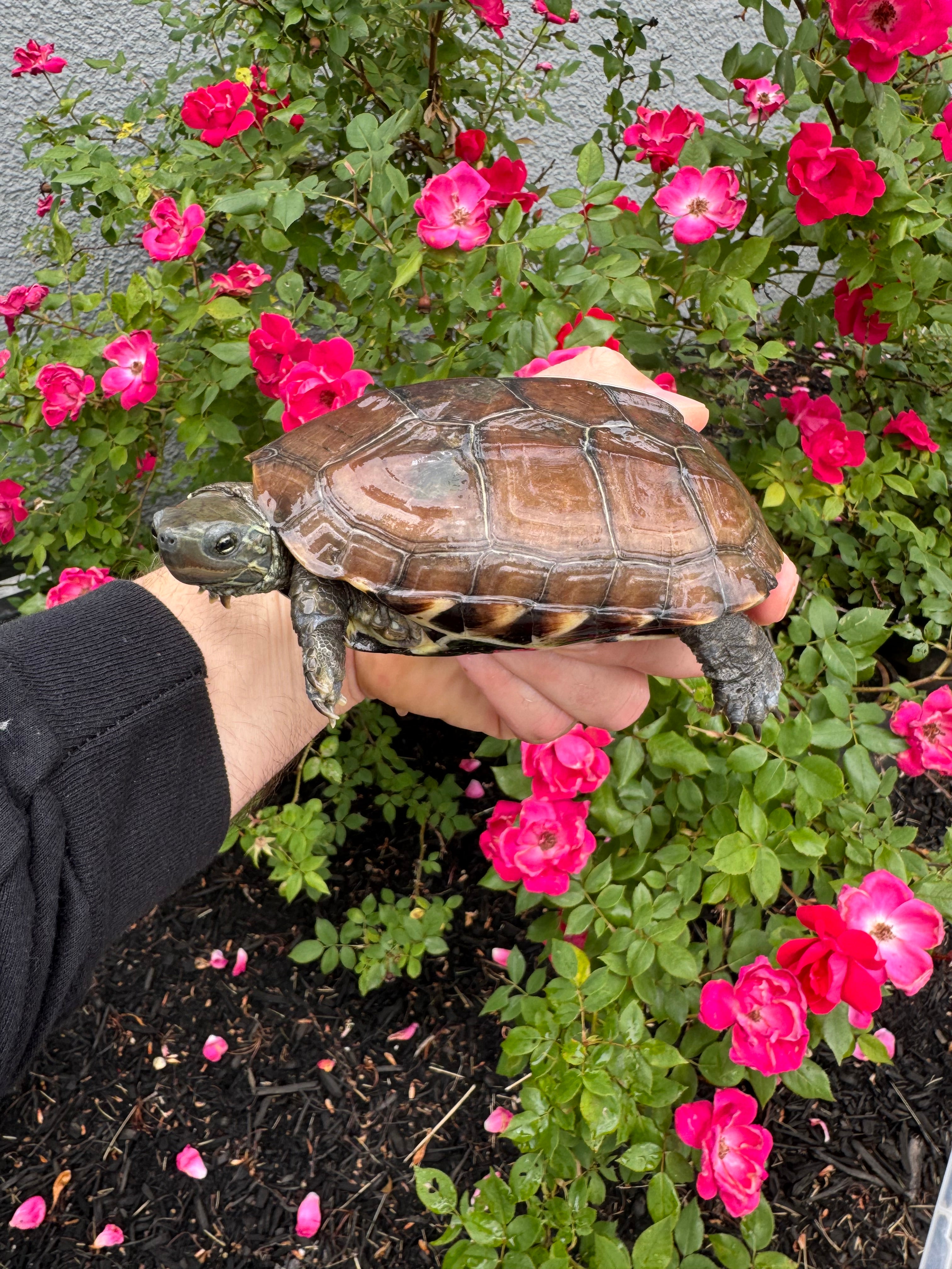 Reeves Turtle For Sale | American Reptile Distributors