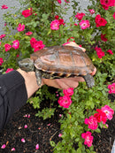 Reeves Turtles Adult Female