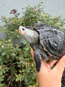 Adult Mississippi Diamondback Terrapin Female