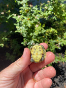 Mitch Clown Red Eared Slider Turtle