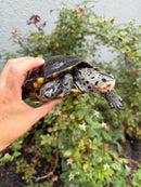 Adult Mississippi Diamondback Terrapin Female