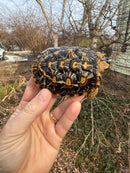 Pancake Tortoise Female