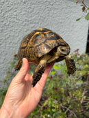 Mesopotamian Greek Tortoise Adult Female
