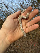 Arctic Western Hognose Snake Female