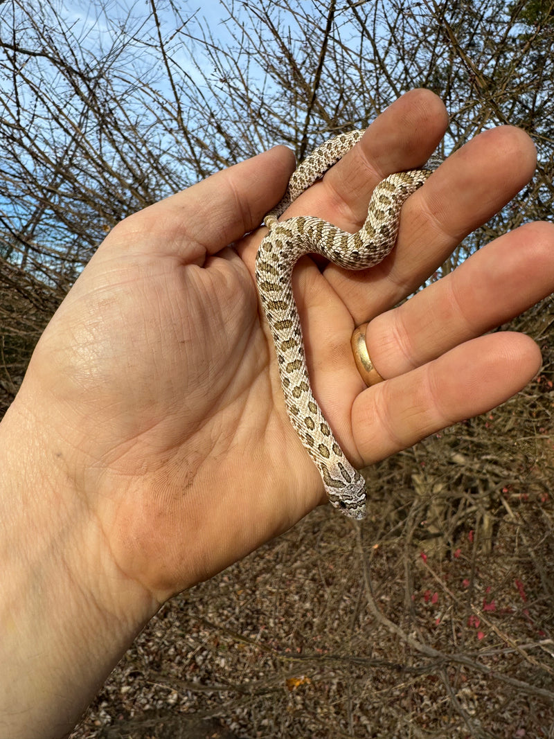 Arctic Western Hognose Snake Female