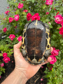 Reeves Turtles Adult Female