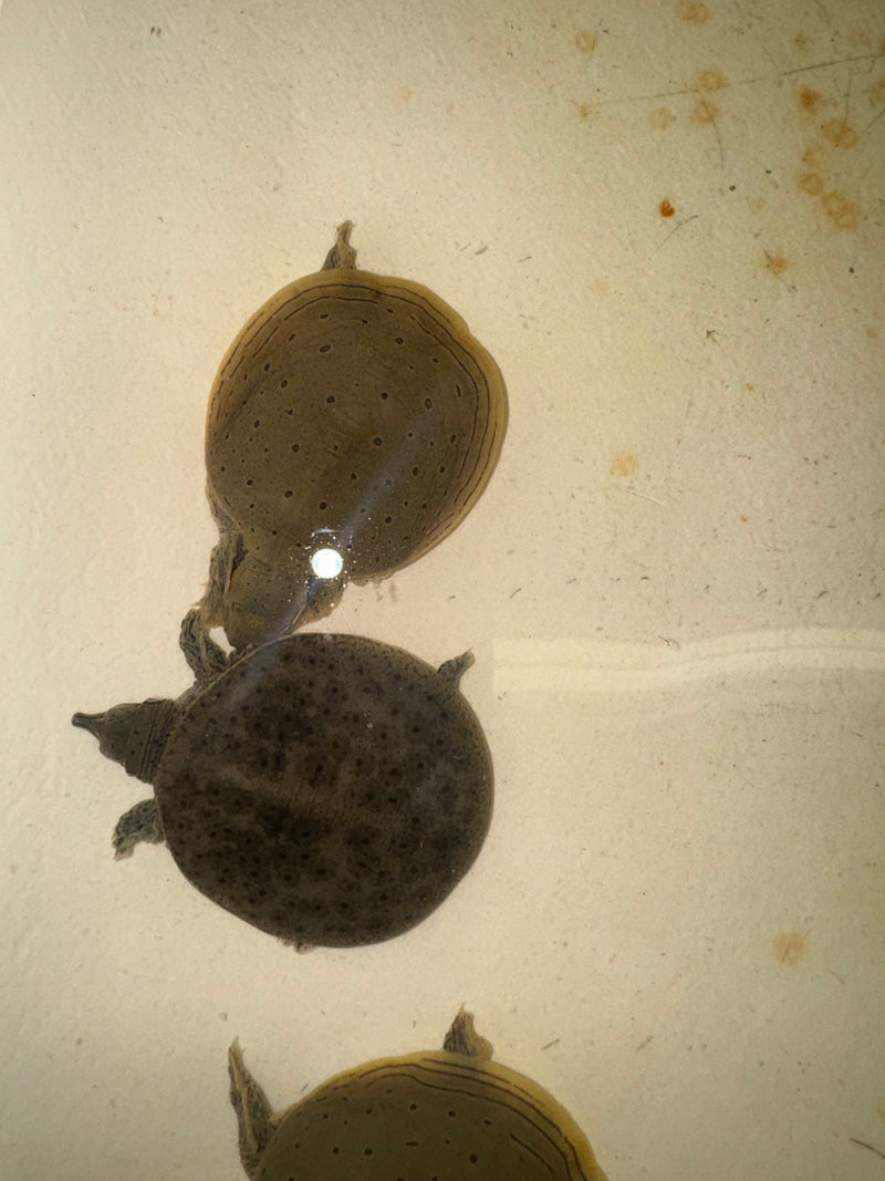 Charcoal Spiny Softshell Turtle