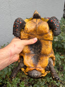 Red Foot Tortoise Adult Male