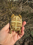 HI WHITE Leopard Tortoise 2024