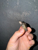 Hi White Concentric Diamondback Terrapin 2024