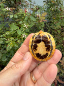 Bourret's Flowerback Box Turtle 2026